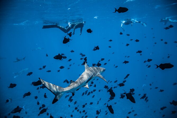 Full-Day Bora Bora Lagoon Cruise Including Snorkeling with Sharks and Stingrays - A barbecue lunch on a private motu