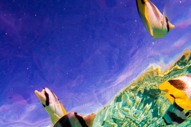 Full-Day Bora Bora Lagoon Cruise Including Snorkeling with Sharks and Stingrays - Coconut skills, music, and a short island walk