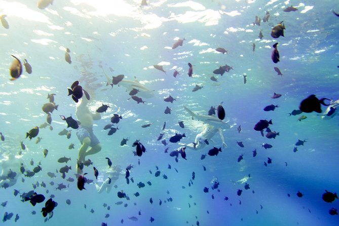 Full-Day Bora Bora Lagoon Cruise Including Snorkeling with Sharks and Stingrays - Meeting black-tip reef sharks and stingrays