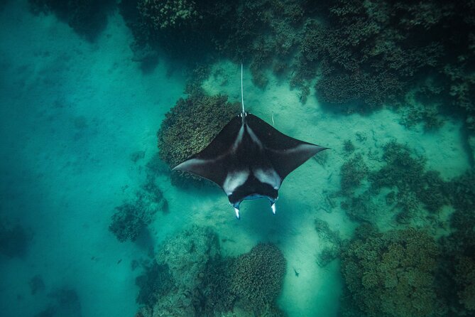 Full Day Eco Snorkeling & Traditional BBQ Lunch on a Motu - A six-hour route through Bora Bora’s lagoon