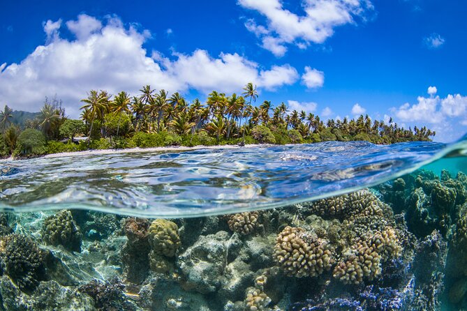 Full Day Lagoon Group Tour in Bora Bora with Lunch - Blacktip sharks in the open lagoon