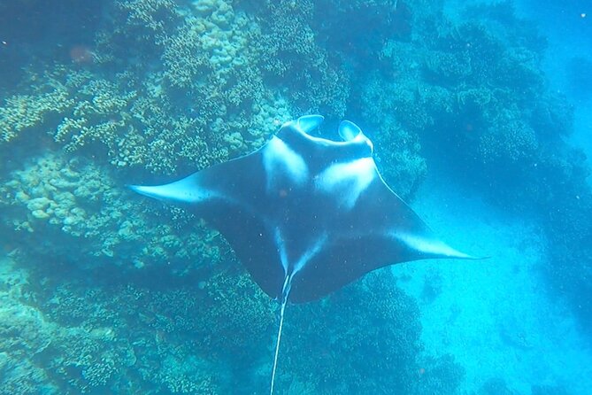 Full-day Lagoon Safari Tour with Lunch in Bora Bora - Shared tour - Practical details for making the day comfortable