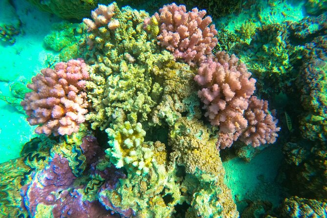 Full-day Lagoon Safari Tour with Lunch in Bora Bora - Shared tour - Who should book this lagoon safari?