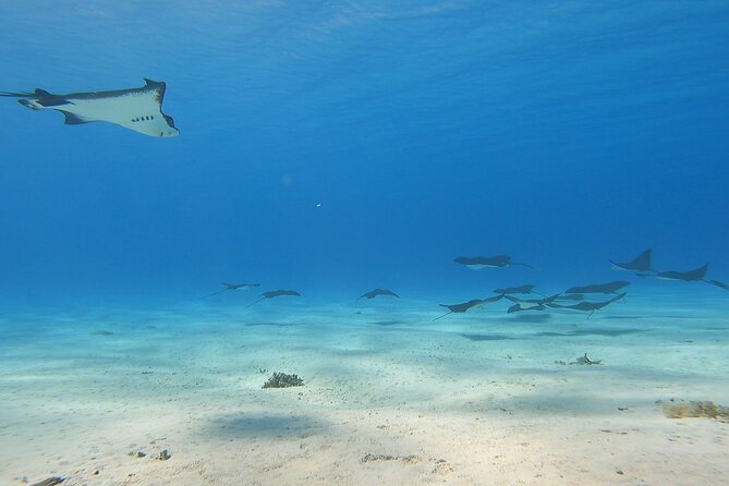 Full-day Lagoon Safari Tour with Lunch in Bora Bora - Shared tour - A motu lunch with coconut and pareo activities