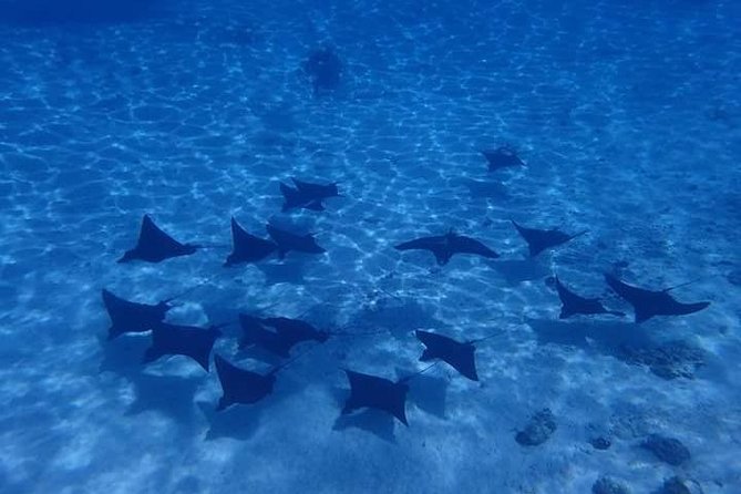 Full-Day Private Boat Tour of Bora Bora Lagoon with Snorkel - A one-hour break between morning and afternoon