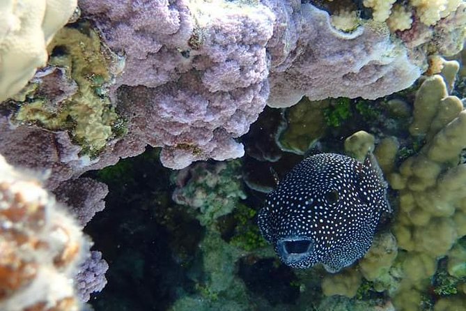 Full-Day Private Boat Tour of Bora Bora Lagoon with Snorkel - What the $1,400 group price really means