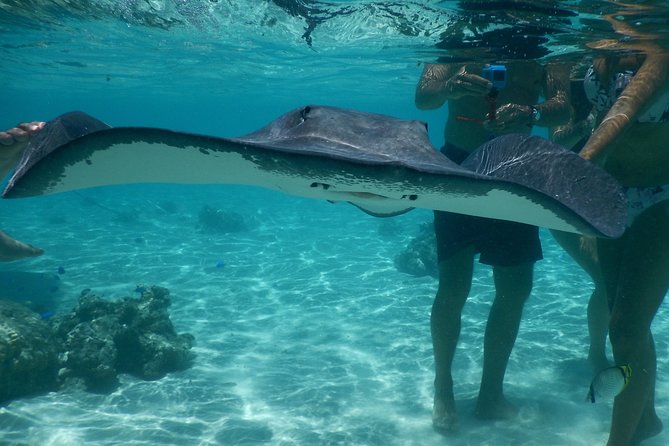 Grand Combo 3H00 of Jetski + 2H30 of Quad - Stingrays, blacktip sharks, and possible dolphins