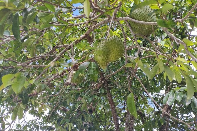 Guided Excursion in 4x4 in Moorea between Land and Sea - Manutea Tahiti adds a taste of the island