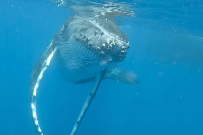Guided Small Group Whale Watching and Swim Tour Tahiti - Why the six-person boat makes a difference