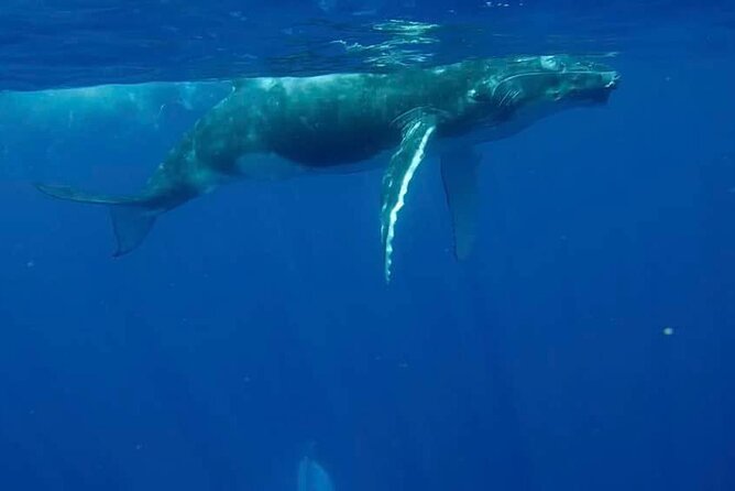 Guided Small Group Whale Watching and Swim Tour Tahiti - What the whale encounter is really like