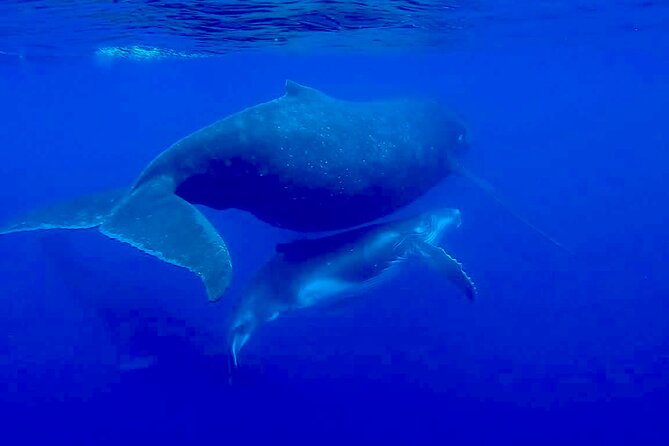 Guided Small Group Whale Watching and Swim Tour Tahiti - The lagoon stops add value when whales move on