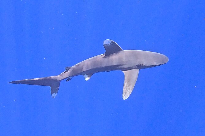 Guided Small Group Whale Watching and Swim Tour Tahiti - A comfortable boat with practical extras