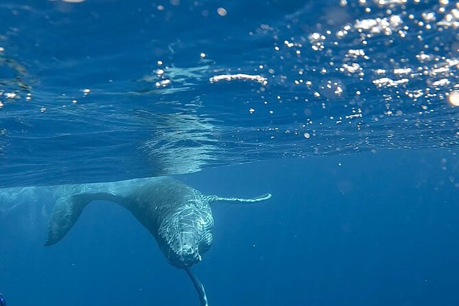 Guided Small Group Whale Watching and Swim Tour Tahiti - Is $238.07 a fair price?