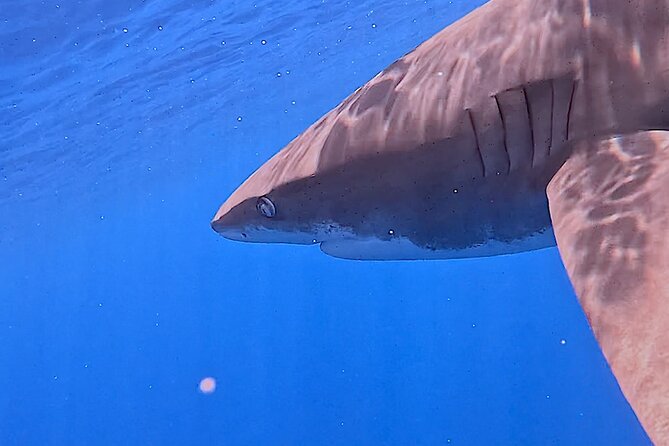 Guided Small Group Whale Watching and Swim Tour Tahiti - Who will enjoy this tour most