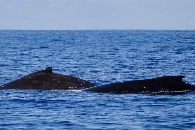 Guided Small Group Whale Watching and Swim Tour Tahiti - Leaving Papeete in search of humpback whales