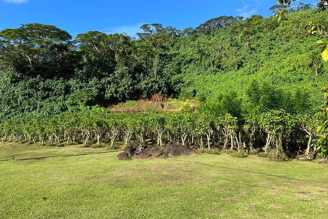Guided tour of the island of Tahaa with Revanui Excursions - Manao rum and gin: a tasting with a local edge