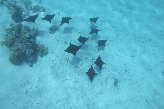 Half a day to discover Bora Bora with O-sea - What is included for the $140 price