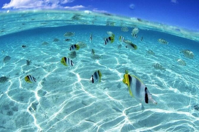 Half day Eco Snorkeling small group Tour in Bora Bora - Who should book this snorkeling tour