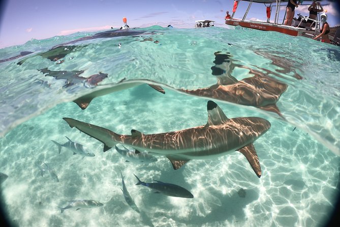 Half day Excursion, Drift Snorkeling Lagoon Adventure. 3H - Who should choose this Moorea excursion?