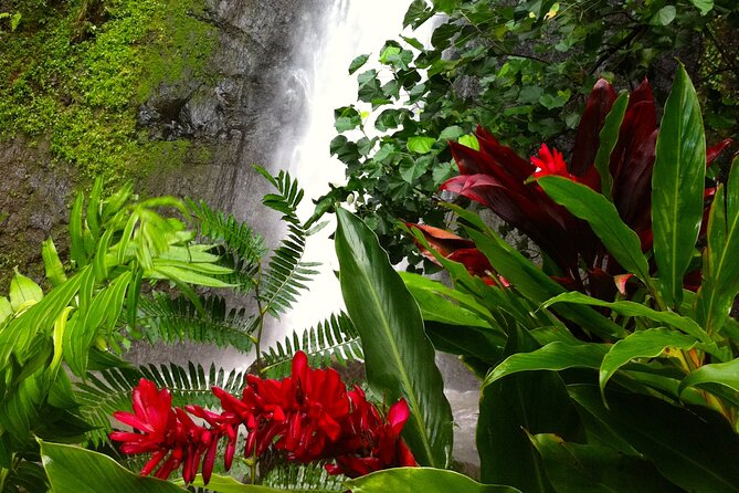Half-Day Guided Hike to Afareaitu Waterfall - The Trail to Afareaitu Waterfall