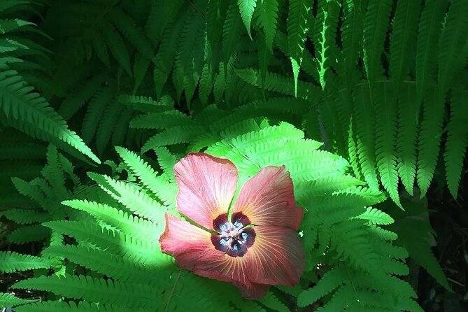 Half-Day Guided Hike to Afareaitu Waterfall - Who Will Enjoy This Hike Most