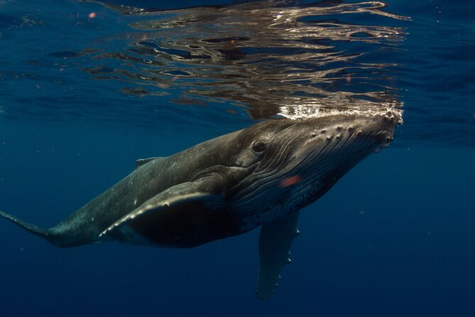 Half-Day Humpback Whales Encounter in Moorea - Why Moorea is such a special place for humpback whales