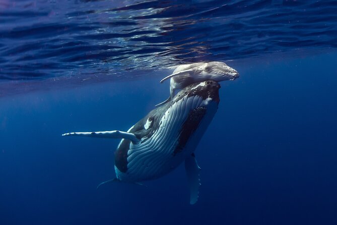 Half-Day Humpback Whales Encounter in Moorea - The four-hour search along Moorea’s coast