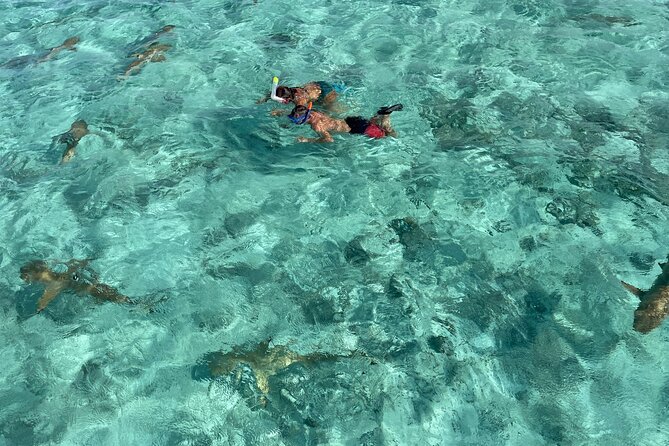 Half day lagoon safari tour in Bora Bora- Shared tour - What makes this Bora Bora lagoon tour worth considering