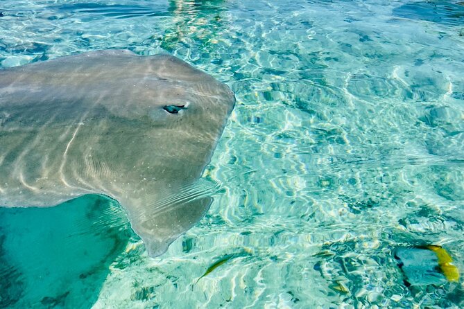 Half day lagoon safari tour in Bora Bora- Shared tour - Swimming with blacktip reef sharks and stingrays