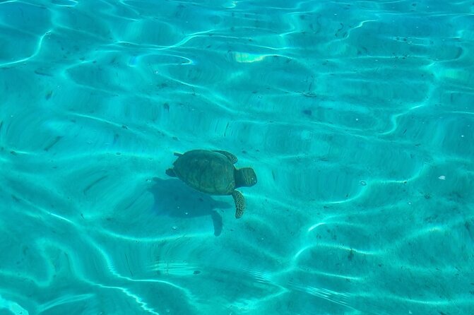 Half Day Private Boat Snorkeling Excursion Moorea - Snorkeling with sharks and rays near Motu Tiahura