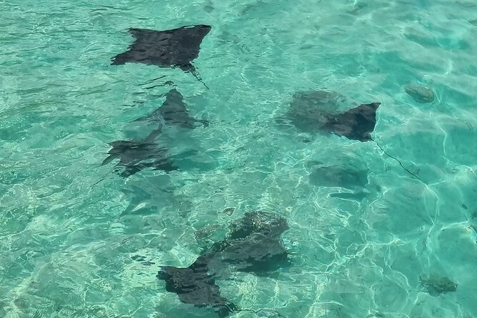 Half Day Private Boat Snorkeling Excursion Moorea - Coral gardens and the tropical fish