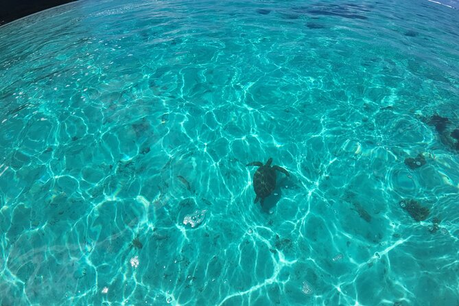 Half Day Private Boat Snorkeling Excursion Moorea - Food, water, and what to plan for
