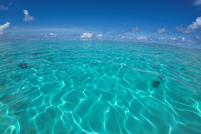 Half Day Private Boat Snorkeling Excursion Moorea - The turtle stop at Tiahura