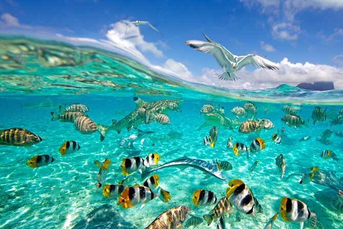 Half Day Private Lagoon Snorkeling Experience - Is $783.76 good value for two?