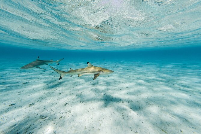 Half-Day Private Luxury Tour from Bora Bora - Practical details that matter