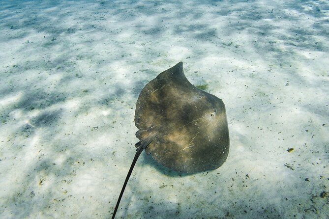 Half-Day Private Luxury Tour from Bora Bora - Stop two: a coral garden full of small fish