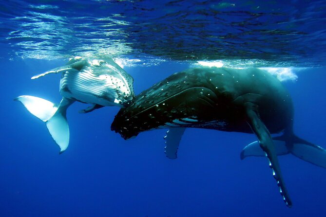 Half Day Private Whale Watching in Moorea - Four hours on Moorea’s whale grounds
