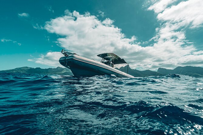 Half Day Private Whale Watching in Moorea - More than whales: turtles, rays, dolphins, and sharks