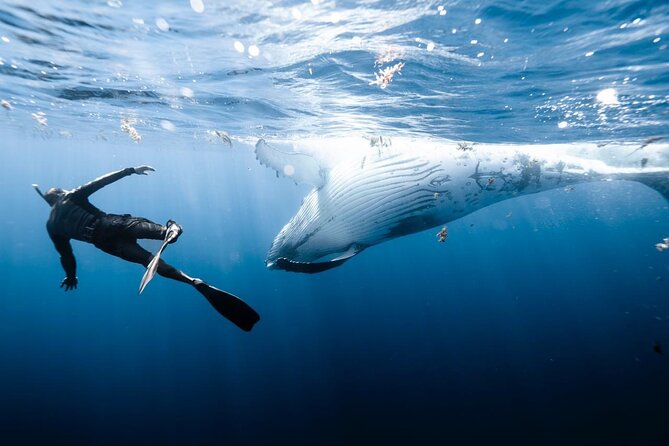 Half Day Private Whale Watching in Moorea - Weather, cancellation, and the risk of booking early