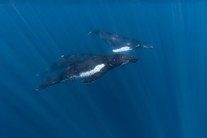 Half Day Private Whale Watching in Moorea - Whale watching with clear distance rules