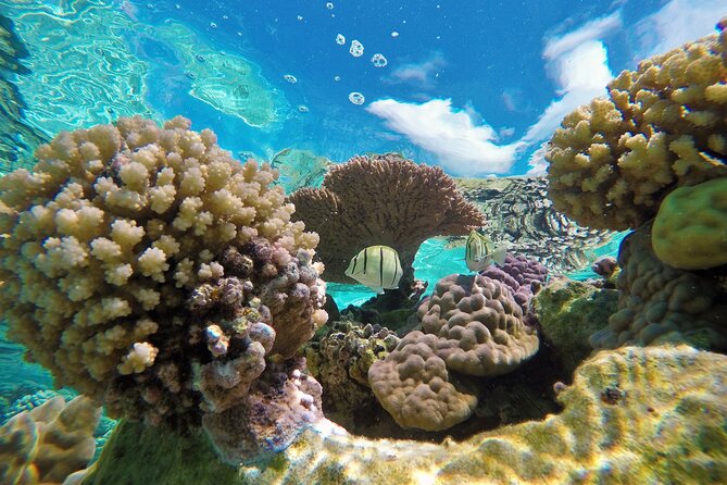 Half-Day Small-Group Cruise in Bora Bora with Snorkelling - Black-tip reef sharks in open blue water