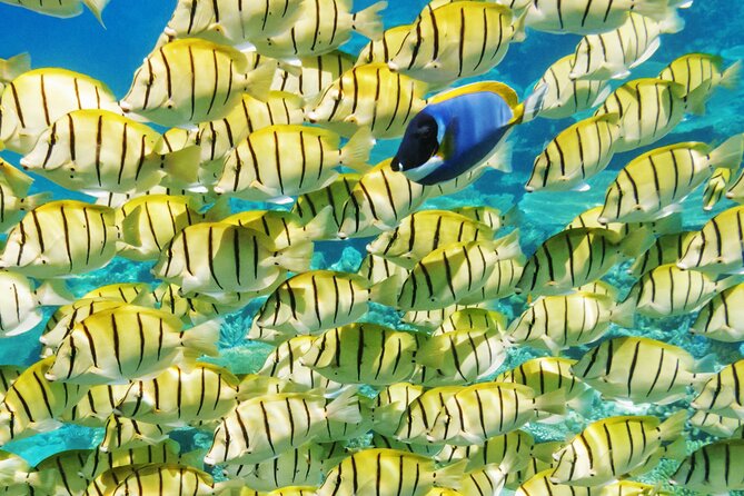 Half-Day Small-Group Cruise in Bora Bora with Snorkelling - Is four hours enough?