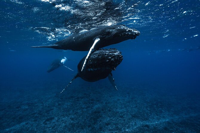 Half Day Small Group Whale Watching - Meeting at Coco Beach Restaurant, PK 24