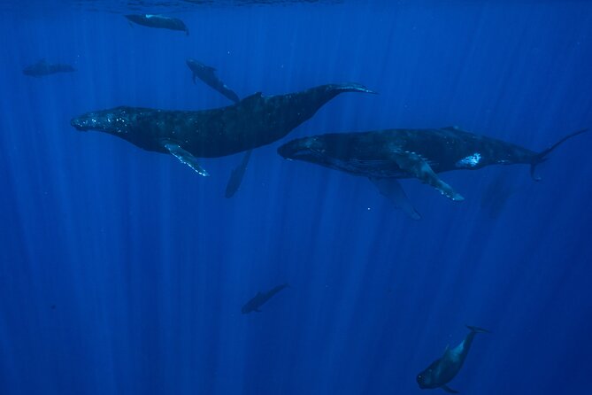 Half Day Small Group Whale Watching - Beyond whales, you may see more marine life