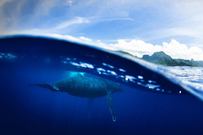 Half Day Small Group Whale Watching - Is $267.22 a fair price?
