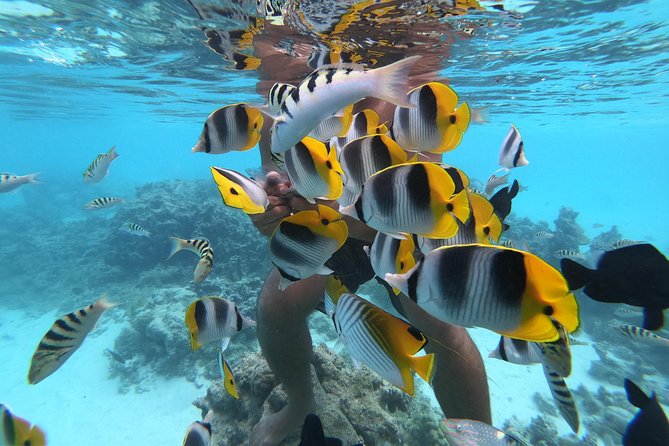 Half Day Snorkeling in Moorea - Cook’s Bay, Opunohu Bay, and the open-water views