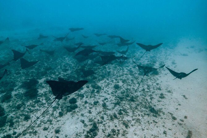 Half Day Snorkeling in Moorea - Stop two: coral canyon, turtles, and eagle rays