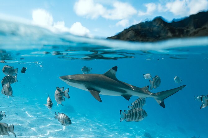 Half Day Snorkeling in Moorea - Stop three: Moorea’s coral gardens