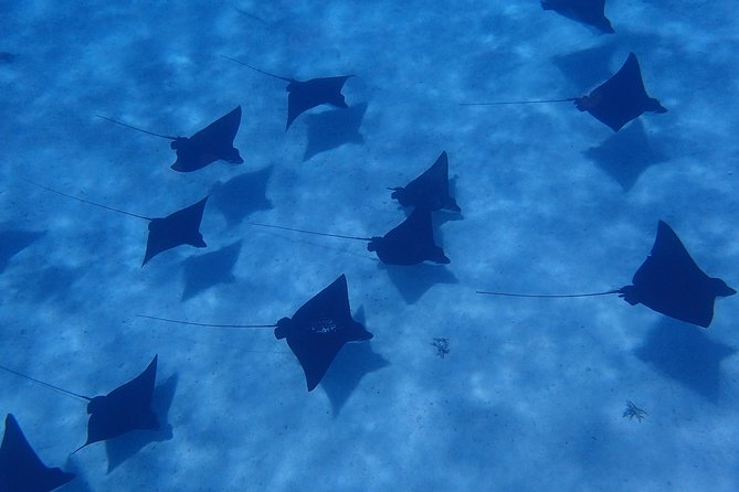 Half day Snorkeling Shared Boat Tour in Bora Bora - Key points at a glance