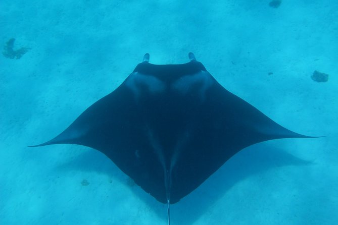 Half day Snorkeling Shared Boat Tour in Bora Bora - Why the changing route matters in Bora Bora
